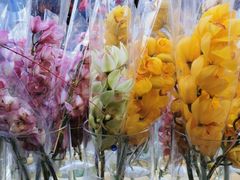 -溪岸路花鸟市场