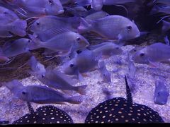 -成都浩海立方海洋公园