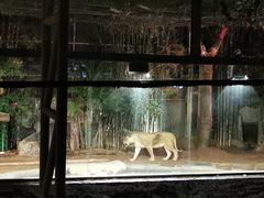 -清迈夜间动物园