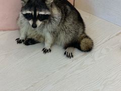 -浣熊柯尔鸭土拨鼠·电玩咖