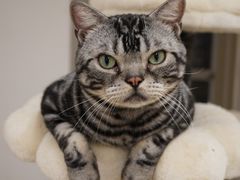 -有喵·猫咖·狗咖·30几只猫10只小狗(岗厦店)