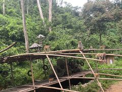 -西双版纳原始森林公园