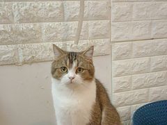 -平行世界·猫咖(首经贸店)