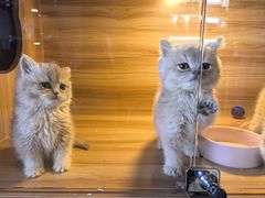 -猫十亿·布偶金渐层·曼基康矮脚猫舍(青年路店)