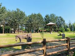 -大连森林动物园