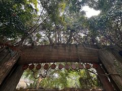 -西双版纳原始森林公园