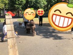 -景田北六街公园宠物主题园
