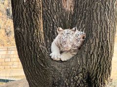 -北京野生动物园