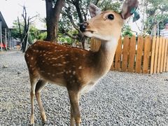 -鹿境梅花鹿生态园区
