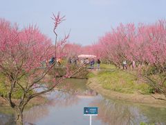 -花开海上生态园