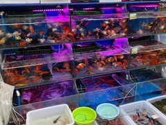 -曲阳花鸟市场(曲阳路店)