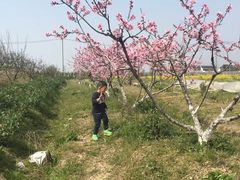 -青浦采草莓天天草莓园