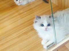 -猫十亿·布偶金渐层·曼基康矮脚猫舍(青年路店)