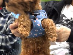 -瑞鹏宠物医院·爱宠堂(环西分院)