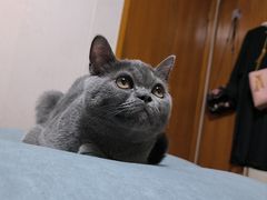 -关爱宠物医院·猫科中心·消化科(滨湖万达分院)