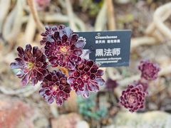 -昆明植物园