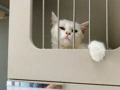 -唐小姐の私宠·宠物洗护美容·撸猫馆·购宠(周浦万达旗舰店)