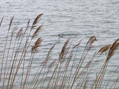 -野鸭湖国家湿地公园