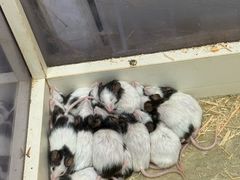 -横滨红砖仓库1号馆