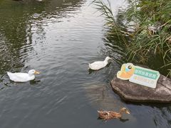 -新江湾城公园