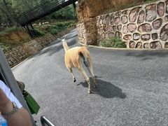 -云南野生动物园