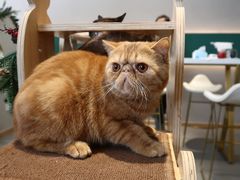 -飞行喵MR PILOT|猫舍·猫咖(静安大融城店)