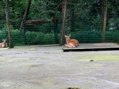 -武陵山森林公园