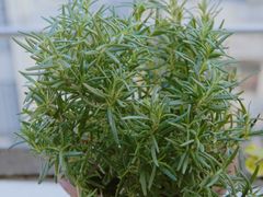 -桂林市花鸟市场