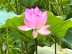 -荔湾湖公园