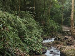 -莫里热带雨林景区