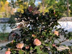 -深圳国际园林花卉博览园