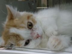 -十年猫舍·猫咪专门店(普陀店)