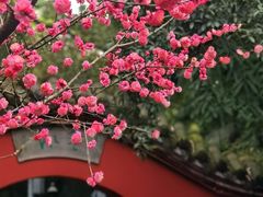 -望江楼公园
