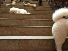 -more than meow吴止猫主题餐厅(承德 中船汇店)