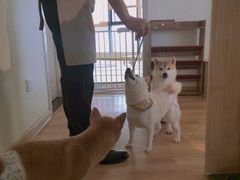 -柴犬小屋·柴餐厅·狗咖食堂(金鼎广场店)