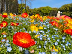 -上海共青森林公园