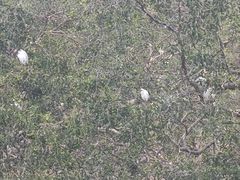 -大湾区中央湿地公园