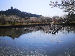 -林屋梅海青梅保护基地
