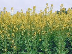 -三圣花乡旅游区