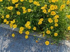 -莲花池公园