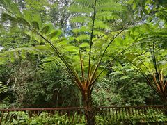 -深圳仙湖植物园