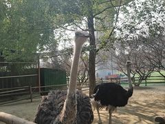 -秀丽东方