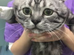 -伟伟宠物医院·CT影像中心·瑞派犬猫综合性门诊(汉口总院)