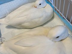 -怪兽屋·羊驼·猫咖·狗咖(俊华广场店)