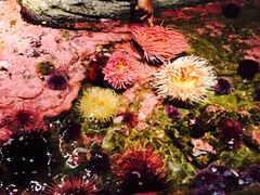 -西雅图水族馆