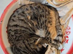 -平行世界·猫咖(首经贸店)