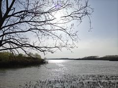 -丁香湖公园