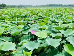 -上海海湾国家森林公园