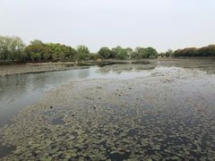 -荷塘月色湿地公园·向阳花洲
