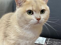 -屋虎猫馆(宝安大仟里店)